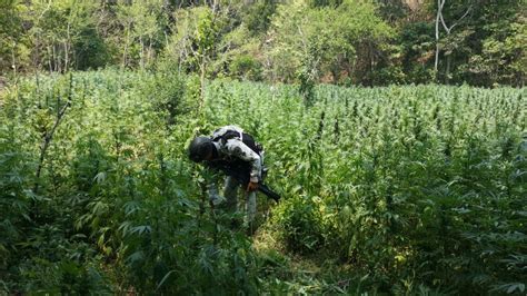 Guardia Nacional Destruyó Plantío De Marihuana En Un Terreno En