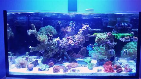 Innovative Marine Fusion Lagoon Gallon Aquascape Youtube