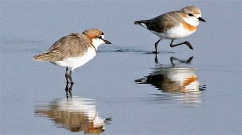 Chestnut-banded Plover