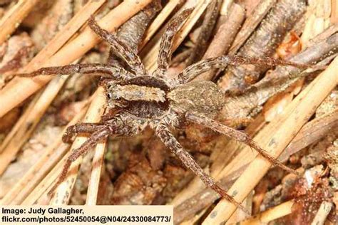 Types Of Arizona Spiders With Pictures Identification Guide