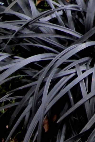 Growing The Black Mondo Grass Ophiopogon Planiscapus Nigrescens