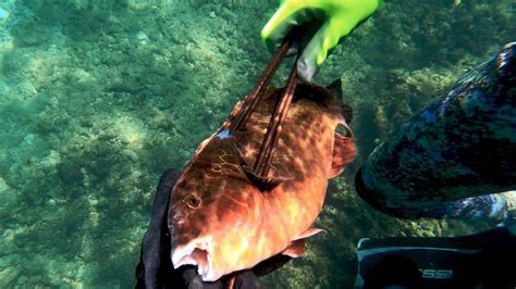 Pananu Caught On The Three Prong Spearfishing Hawaii Catch And Cook