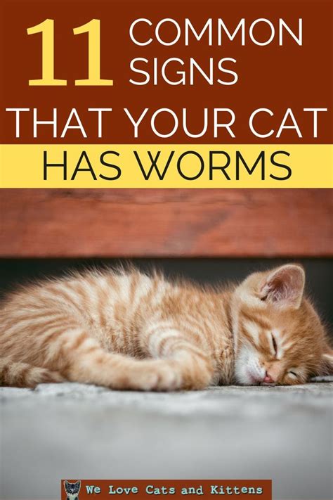 Symptoms Of Worms In Cats