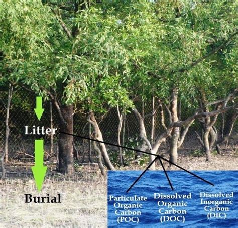 branches twigs  leaves  mangroves contribute  litter poc