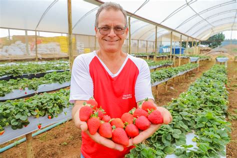 500 mil pessoas devem visitar a Festa do Morango Jornal de Brasília