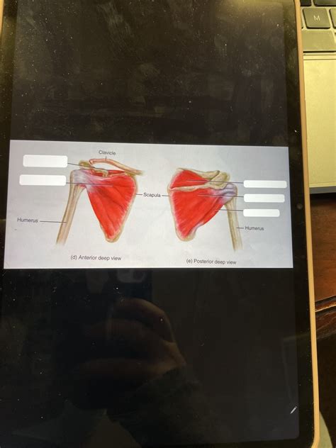 Scapula Muscles Diagram Quizlet