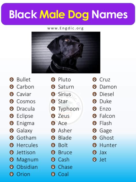 500+ Most Popular Black Dog Names (Male, Female) - EngDic