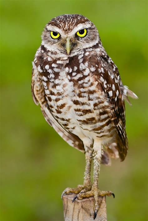 Burrowing Owl 5 Burrowing Owl Owl Owl Species