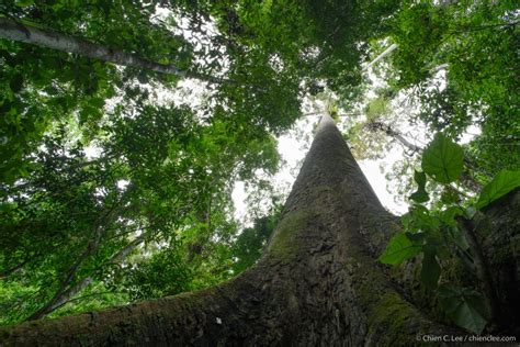 The Tallest Tree In The World Youngzine Changing Ecosystems