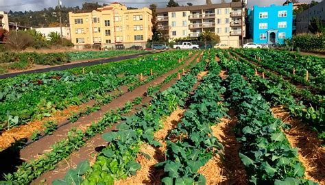 Agricultura Urbana Producción agrícola Periurbana