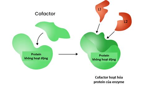 Cấu Tạo Của Enzyme Tìm Hiểu Chi Tiết Về Cấu Trúc và Chức Năng Của Enzyme