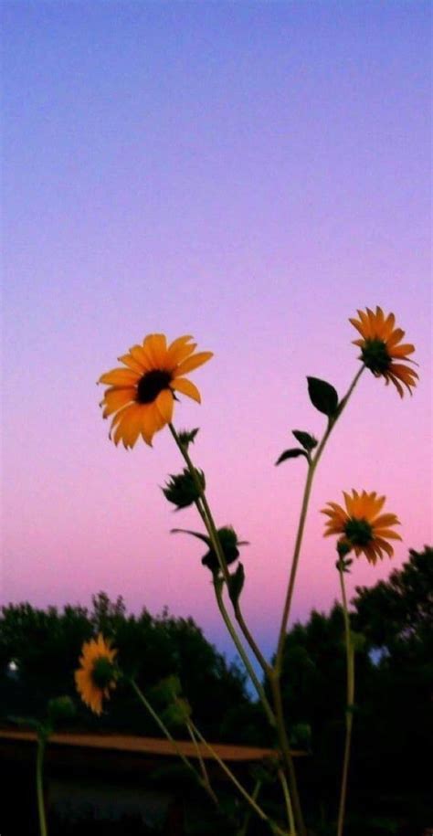 Purple Sunflower Wallpapers - Top Free Purple Sunflower Backgrounds - WallpaperAccess