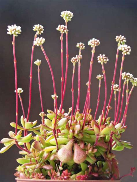 Crassula Pubescens Subsp Radicans Red Carpet World Of Succulents