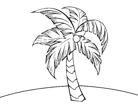 Disegno Di Una Palme Da Colorare Acolore