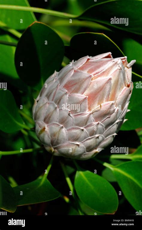 Protea Cynaroides King Protea Giant Protea Honeypot King Sugar Bush