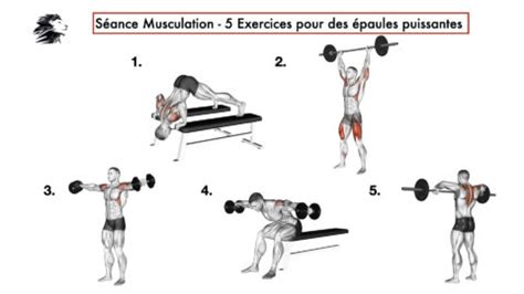 Musclez Vos Paules Avec Exercices Simples Et Efficace