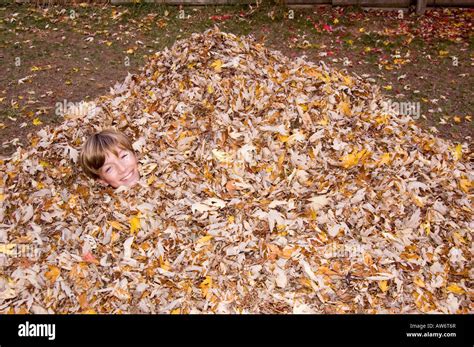 Onze feuilles Banque de photographies et dimages à haute résolution