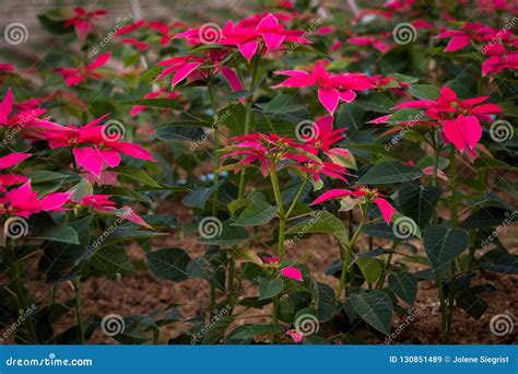 Poinsettias Growing In A Field Stock Image Image Of Holiday Growing