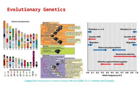 (PPT) Evolutionary Genetics. I.Speciation A. Definition: Mayr’s ‘biological species concept ...