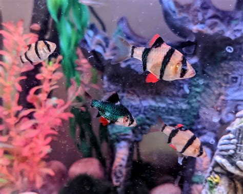 Am I The Only One Who Just Discovered How Gorgeous Tiger Barbs Are The