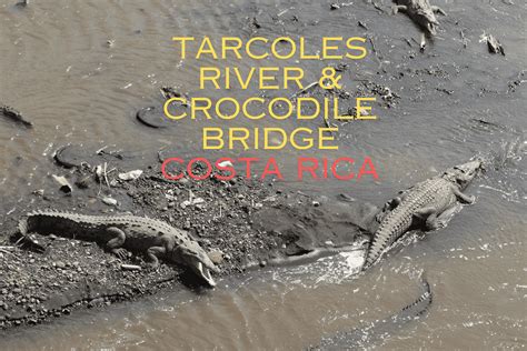 The Famous Costa Rica Crocodile Bridge At The Tarcoles River AllWorld