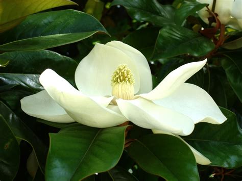 Cuidados Del Magnolio En Maceta