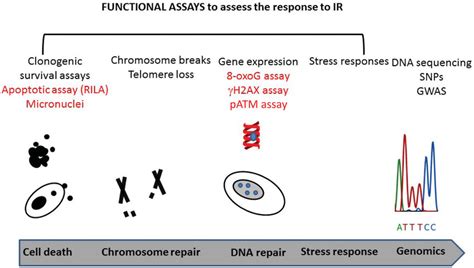 Functional Assays That Can Assess The Response To Ir Exposure In Cells