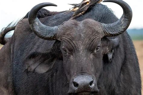 Brilliant Buffalo Facts About These Big Bovines