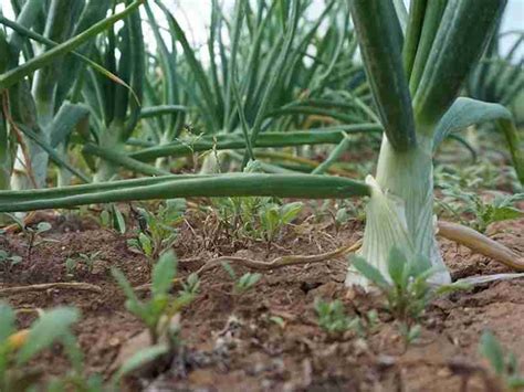 Horta Blanch guanya el concurs de Cultivadors de Calçots de Valls