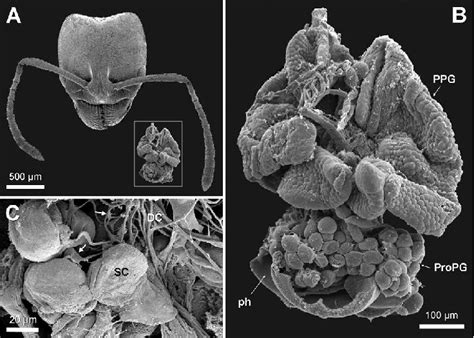 Scanning Electron Micrographs Of The Pharyngeal Glands Of Brachyponera