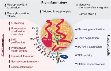 Lp A And Cvd Risk Essential Knowledge For Clinicians With Treatment