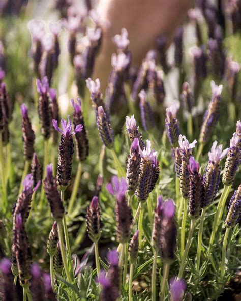 Homegrown Garden Centre Choosing the best plants for your garden ...