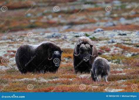 Musk Ox Herd in Autumn Landscape Stock Image - Image of graceful, great ...