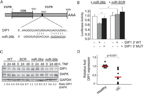 Mir B Targets Dip In Vitro And In Vivo A Mir B Sequences In The