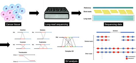 Application Of Long Read Sequencing To The Detection Of Structural