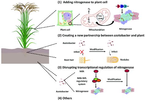 Azotobacter Nitrogen Fixation