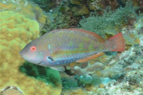 Sparisoma Atomarium Greenblotch Parrotfish Reef Life Survey