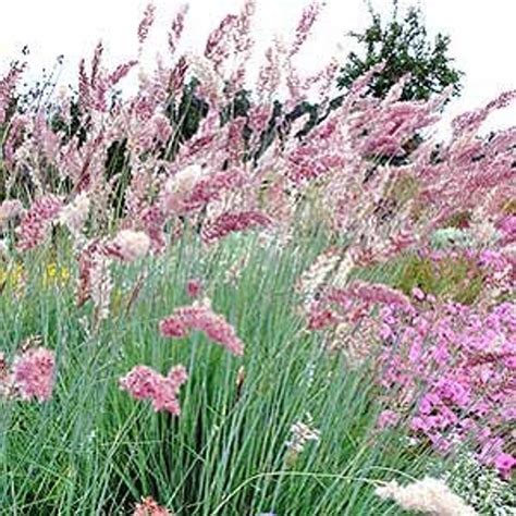 10 Rare Ruby Grass Seeds Pink Bubble Grass Rhynchelyrtum Etsy