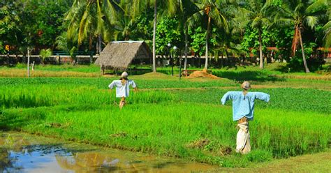 300 Pesawah Sudah Meninggal Dunia Tetapi Masih Terima Subsidi Padi