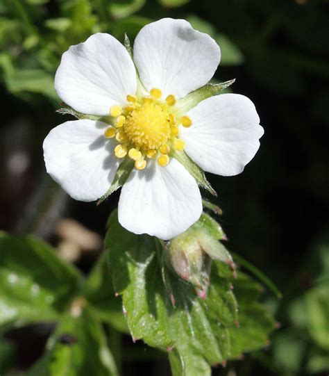 Wild Strawberry Flower Naturally