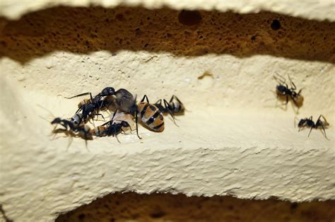 How Long Do Ants Live Castes Species And More Ray S Pest Control