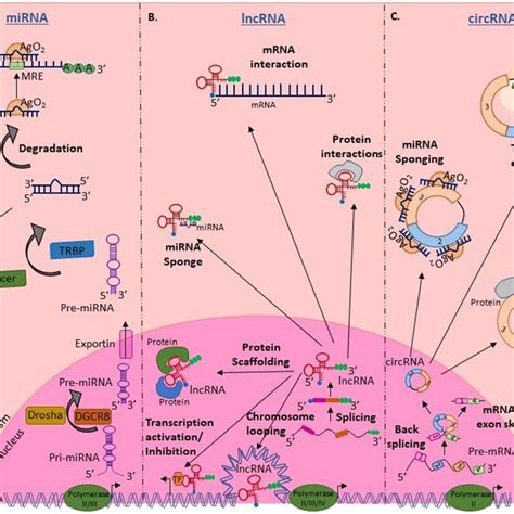 Schematic Representation Of Biosynthesis Of Different Types Of Download Scientific Diagram