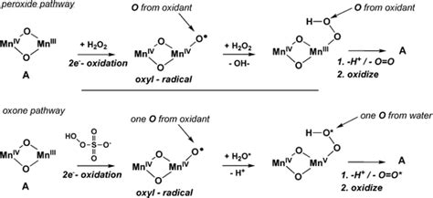 Chemical Equation For Manganese Dioxide And Hydrogen Peroxide