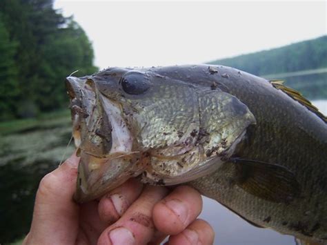 Largemouth Bass Ii Nice Bass I Caught On A Bobber And Worm… Flickr