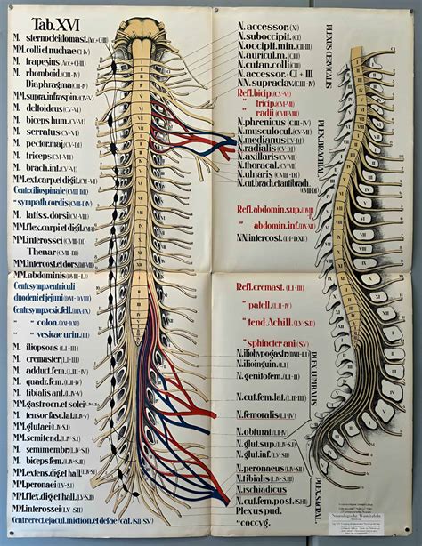 Free Printable Spinal Nerve Charts Function And Diagram Pdf