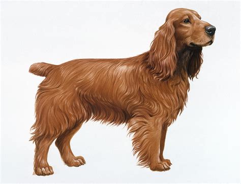 Cocker Spaniel Painting by Harro Maass