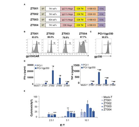 Testing Of Different Lentiviral Vectors Incorporating Different