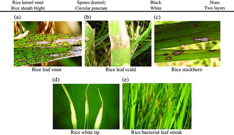 Sample images of rice leaf diseases. (a) Rice leaf smut, (b) rice leaf... | Download Scientific ...