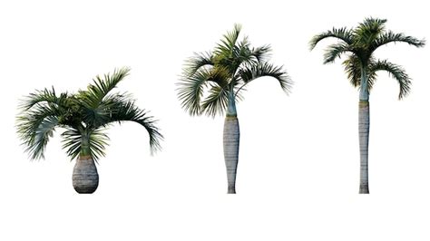 Premium Psd Set Of Palm Trees Isolated On A Transparent Background