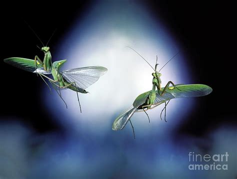 Praying Mantises Photograph By Dr John Brackenburyscience Photo